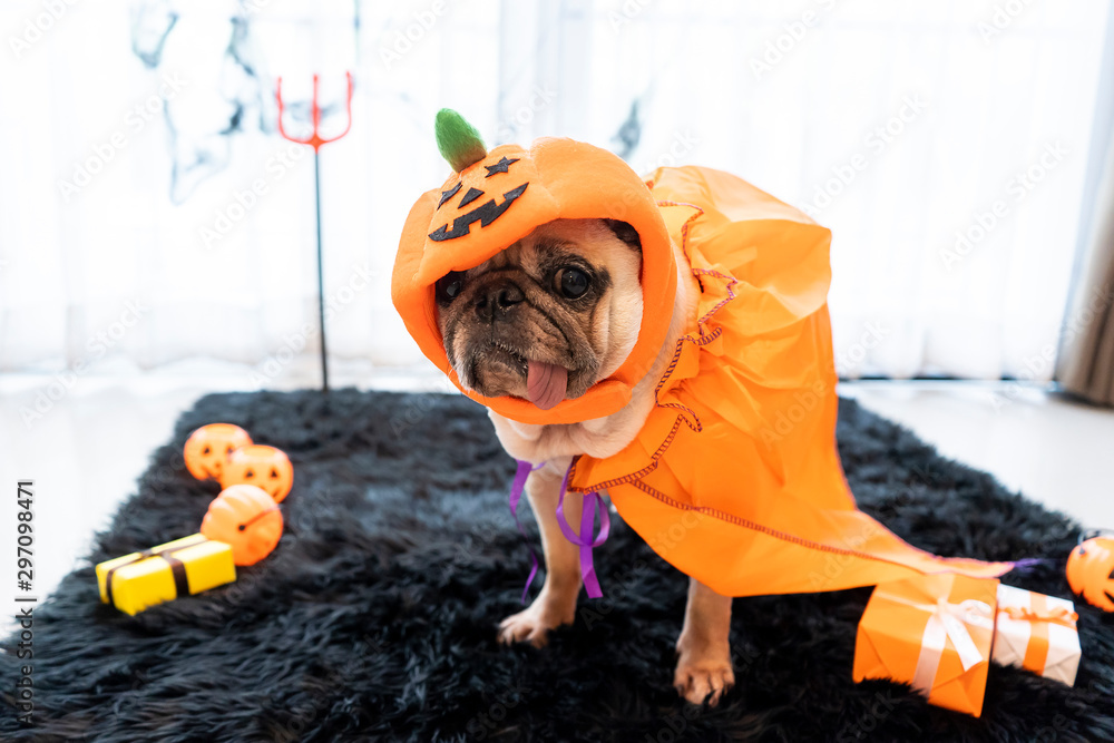 20+ Cute Dog Halloween Costumes - Food-Theme Costume Ideas for Dogs