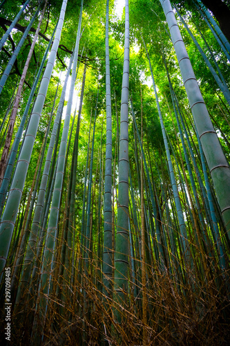 Arashiyama Bamboo forest  in the summer  natural backgrounds  landscape.