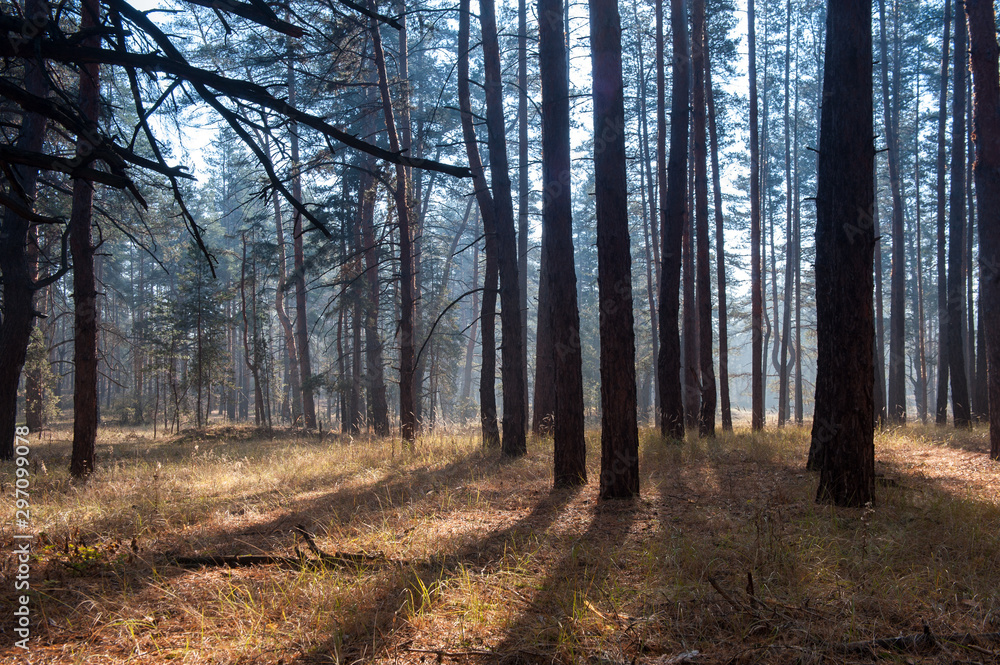  light and shadow through the trees2