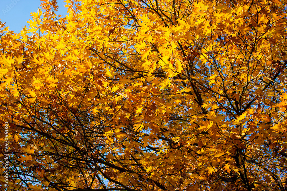 Yellow leaves with blue sky on tree Yellow leaves with blue sky on tree