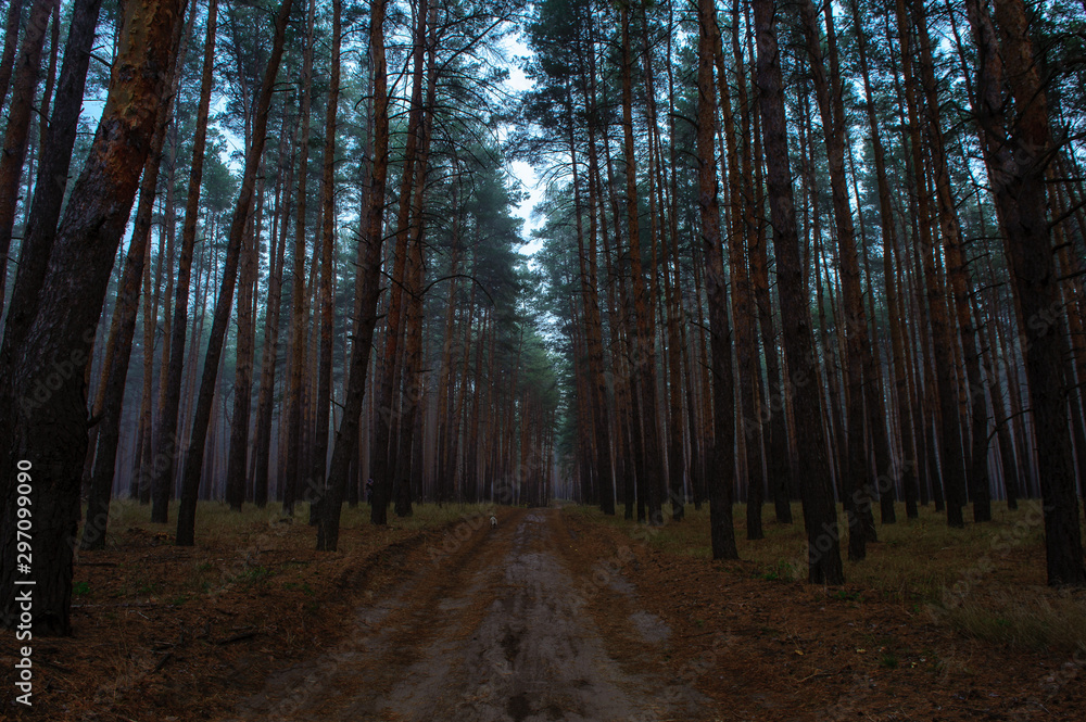 Fototapeta premium morning fog in the autumn forest1