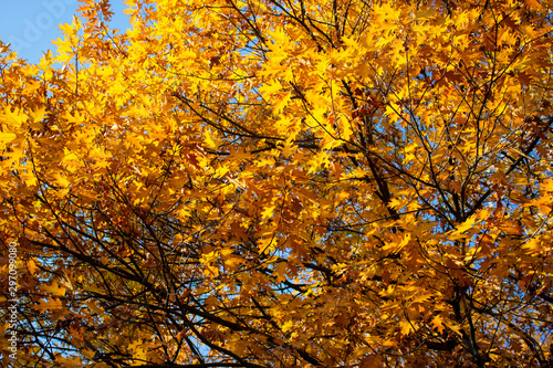 Yellow leaves with blue sky on tree