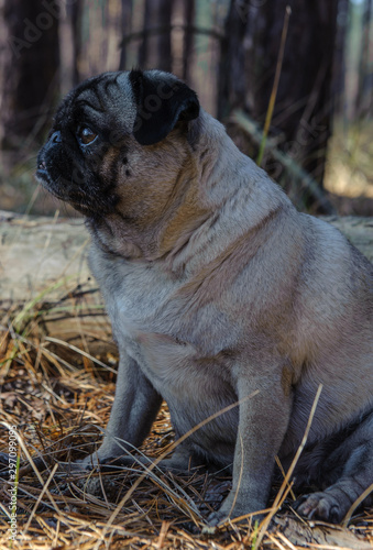 pug for a walk in the autumn forest1