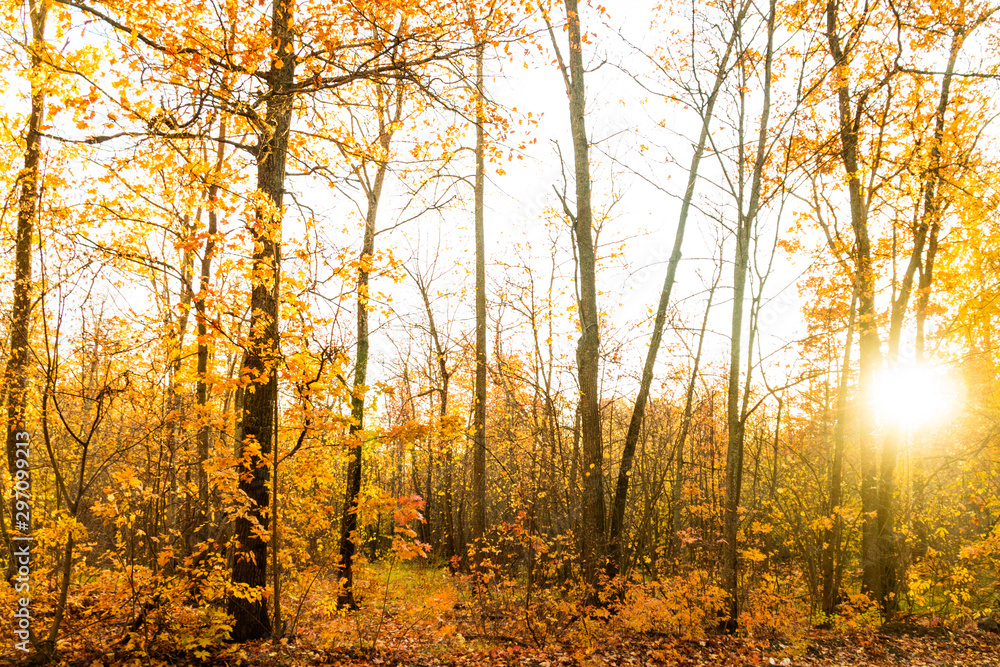 Fototapeta premium autumn landscape in the park in sunny weather