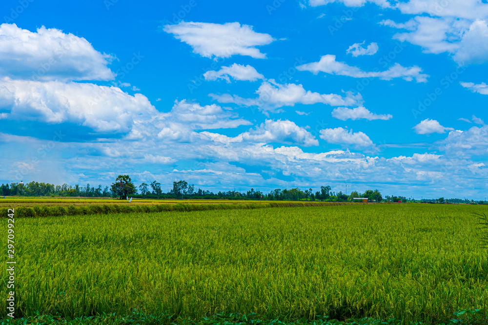 Rice field at Na-khon-Phathom province, Thailand