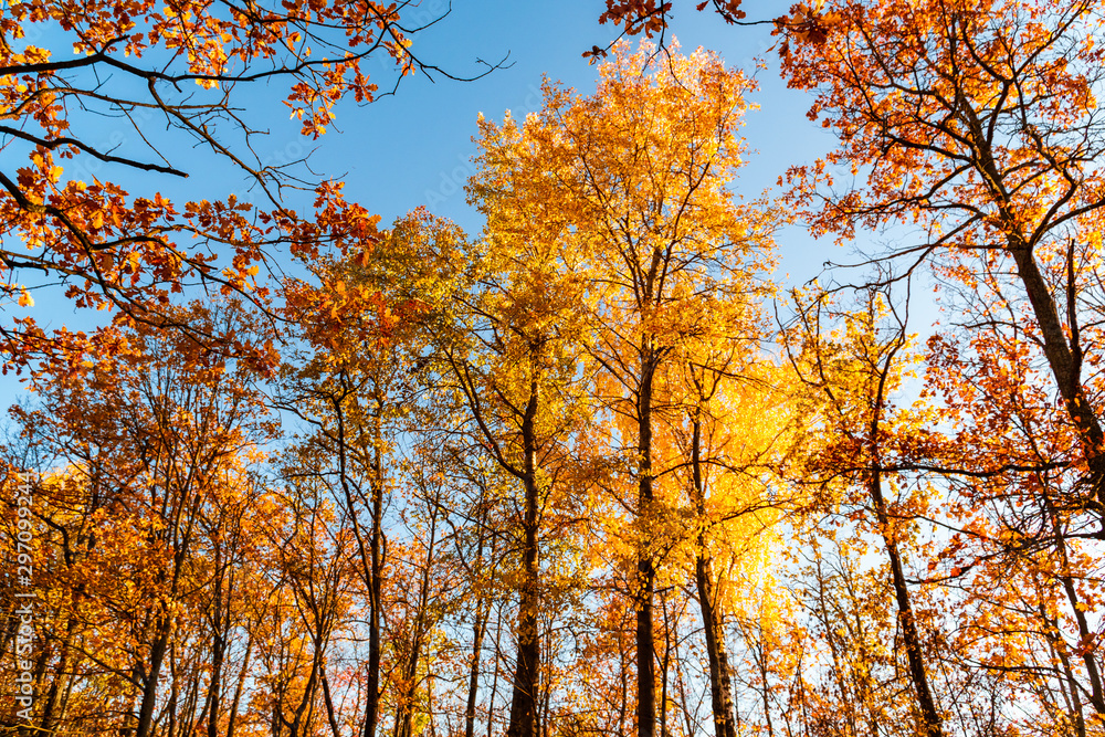 autumn landscape in the park in sunny weather autumn landscape in the park in sunny weather
