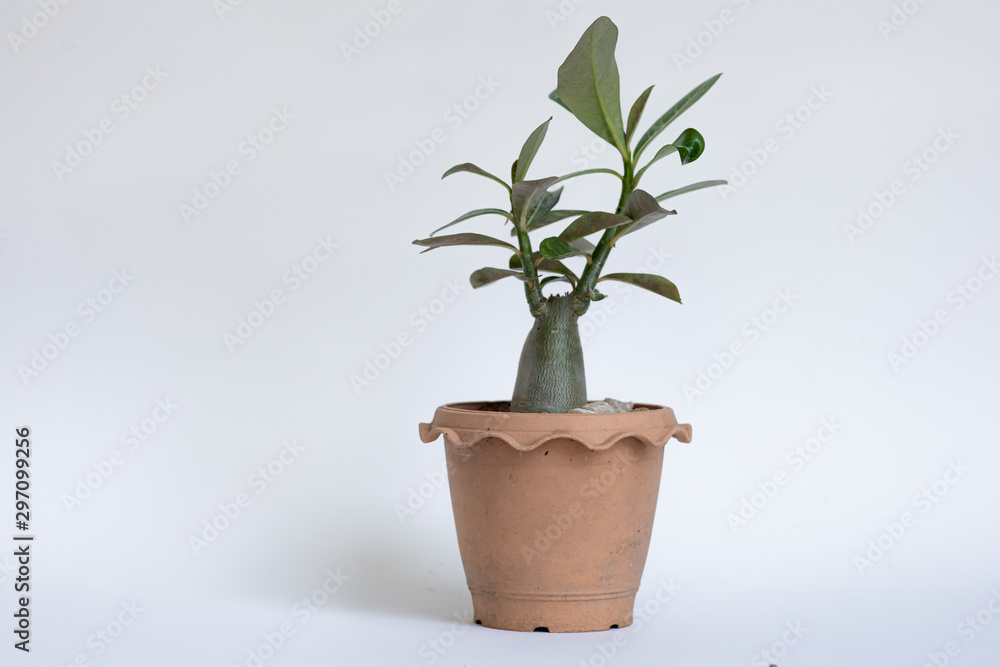 Potted plants on white background