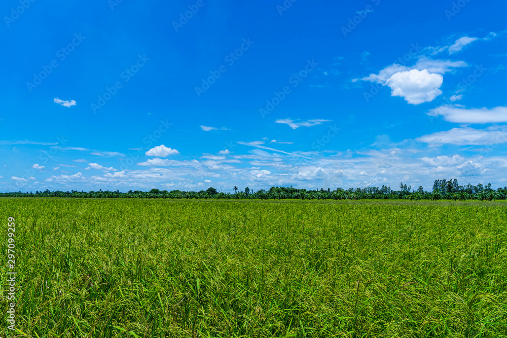 Fototapeta premium Rice field at Na-khon-Phathom province, Thailand