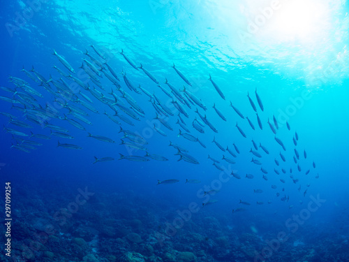 パラオ_ペリリュー_スキューバダイビング