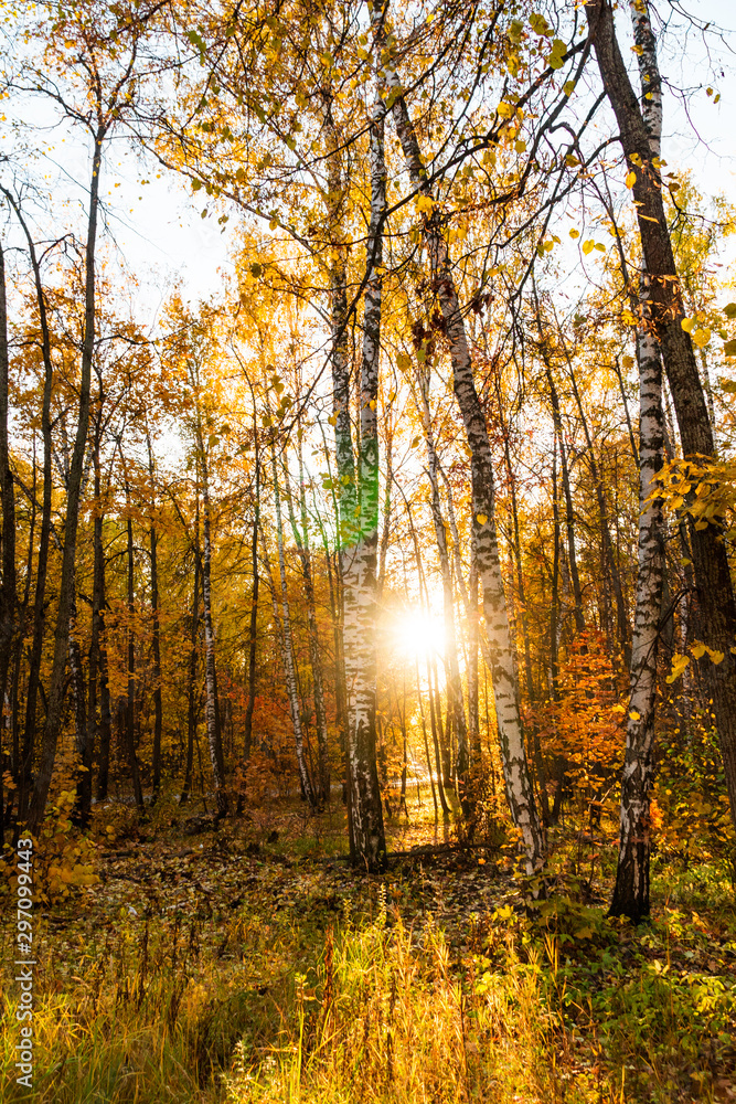 Fototapeta premium autumn landscape in the park in sunny weather
