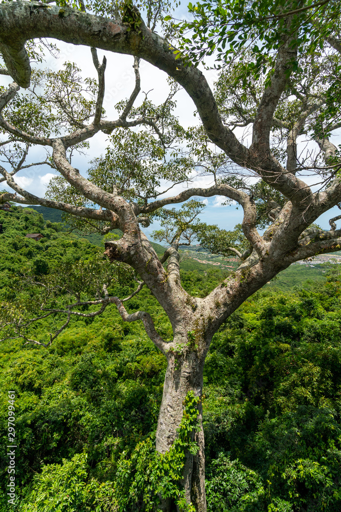 Magnificent, isolated, green tree in front of a forest.