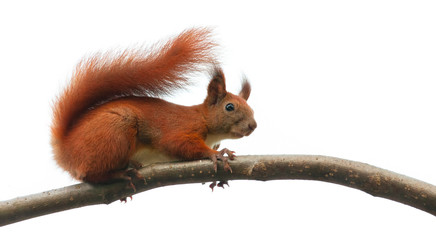 squirrel animal on tree branch in nature. isolated on white background