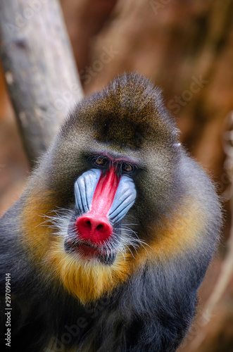 Tapety artystyczne Mandrill