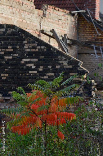 Essigbaum vor Ruine photo