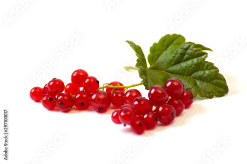 Red currant on the white background