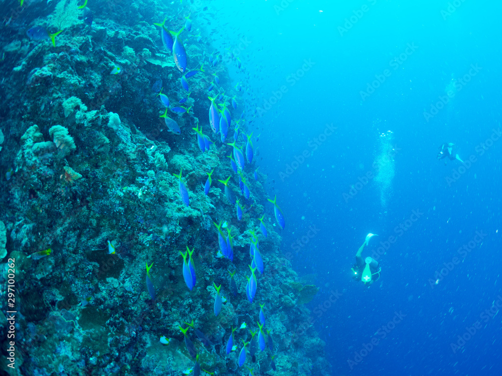 Fototapeta premium パラオ_ペリリュー_スキューバダイビング