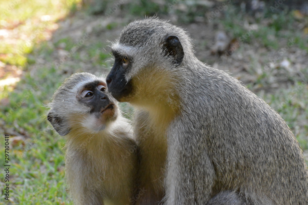 Obraz premium two monkeys mother and child having a loving moment in the wild