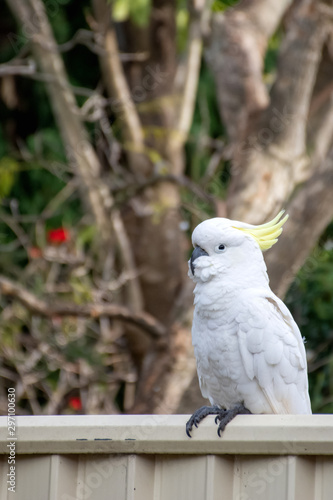 Sulphur-crested cockatoo seating on a fence. Urban wildlife. Australian backyard visitors