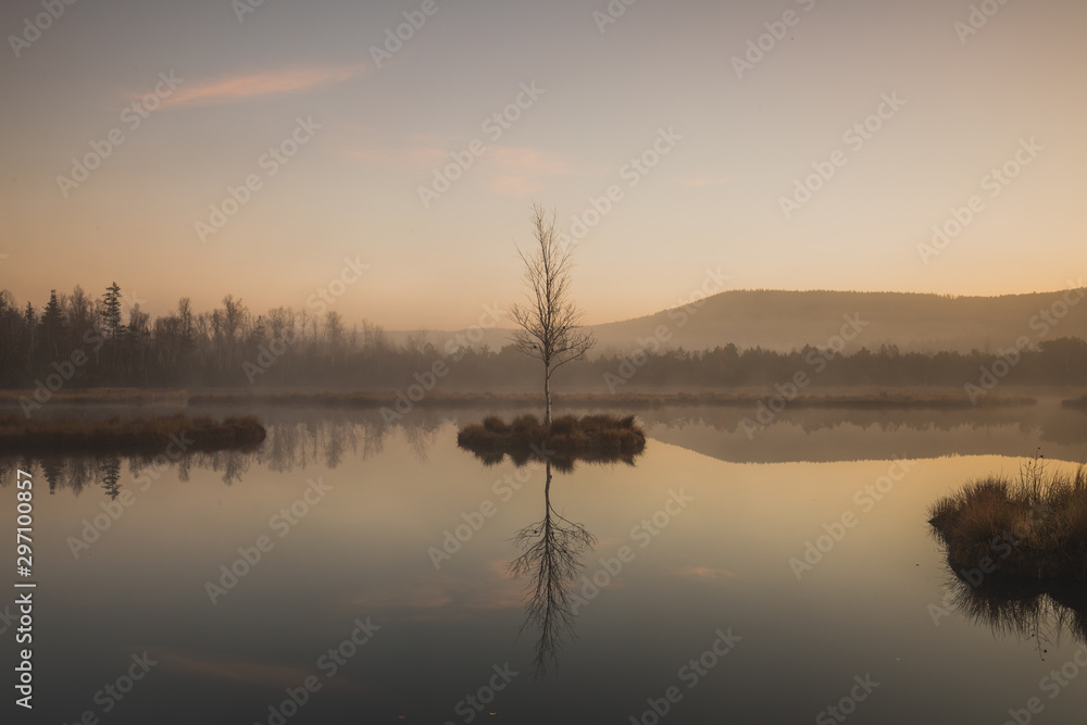 Tree mirroring in sunrise light