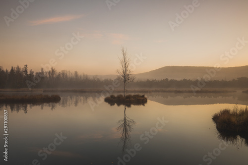 Tree mirroring in sunrise light