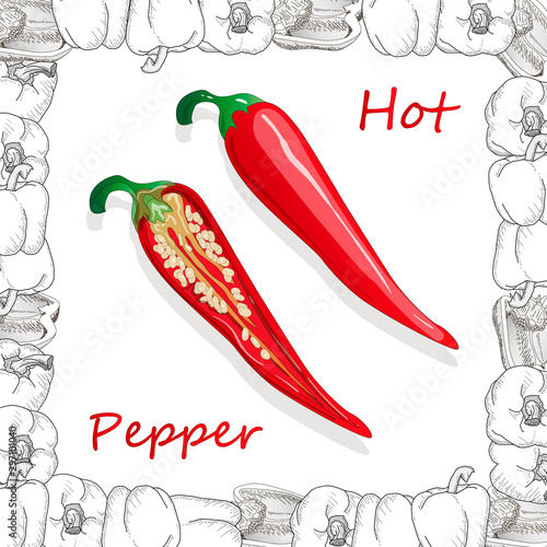 Closeup view pepper on white background, raw food ingredient concept. Hand made vector illustration