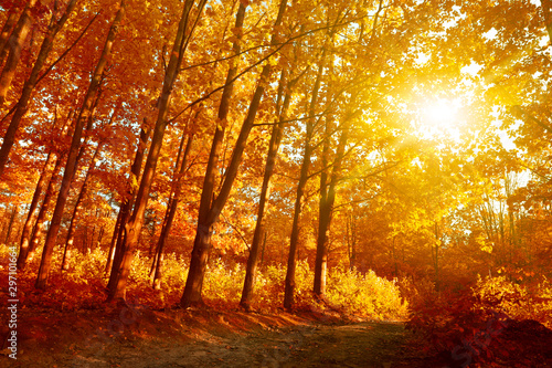 autumn scene, fairy forest scenery with rays of warm light © nj_musik