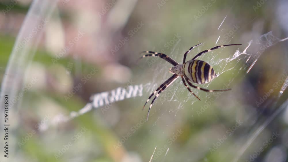 Yellow-black spider in her spiderweb - Argiope bruennichi. Summer day Yellow-black spider in her spiderweb - Argiope bruennichi. Summer day