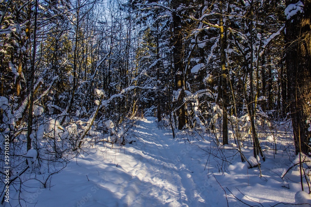 snowy winter forest in sunny weather. winter landscape. Trees in the snow. Snowy forest trails. snowy winter forest in sunny weather. winter landscape. Trees in the snow. Snowy forest trails.