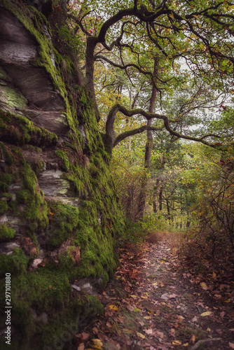 Herbststimmung im Wald