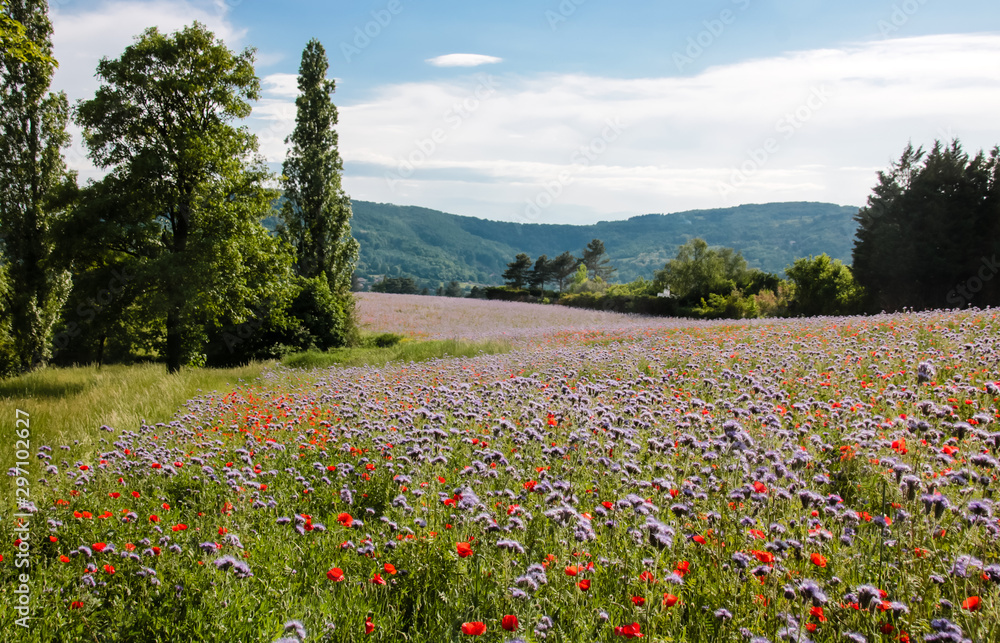 Obraz premium champs de coquelicots et de bleuets au printemps