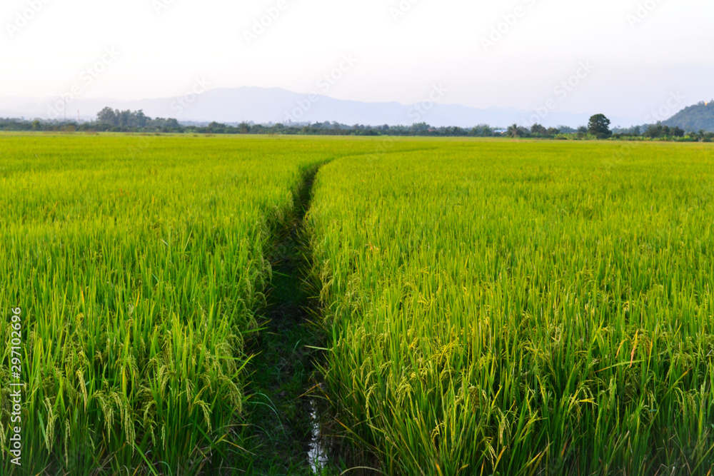 Scenic view of field in countryside 