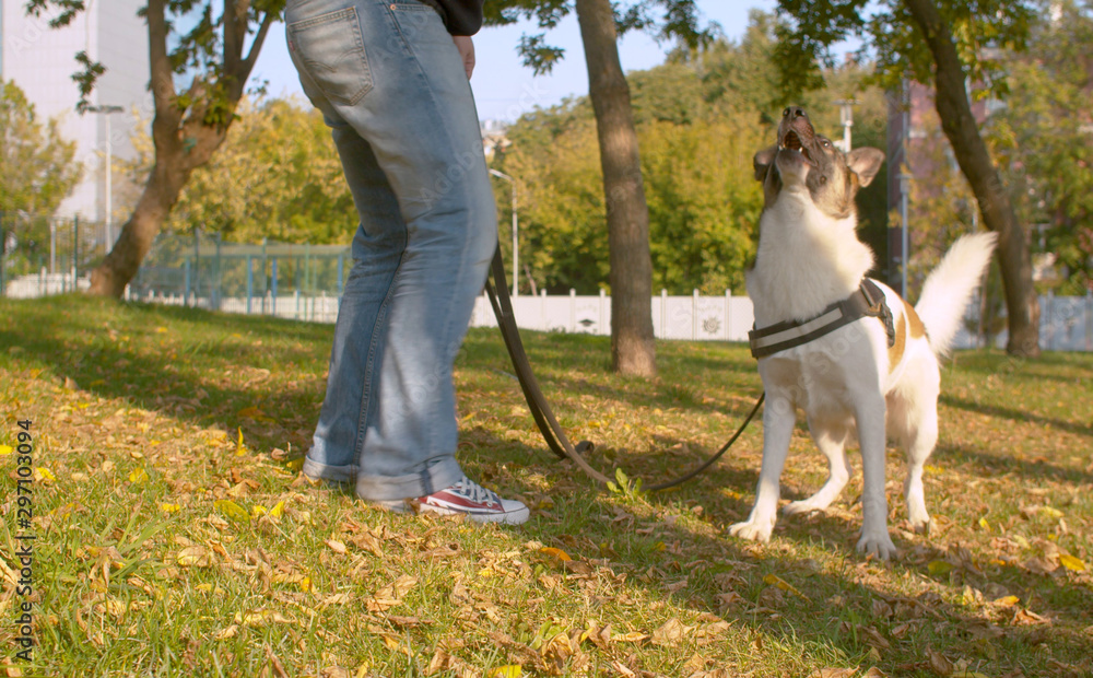 Fototapeta premium Man playing with the dog in the park