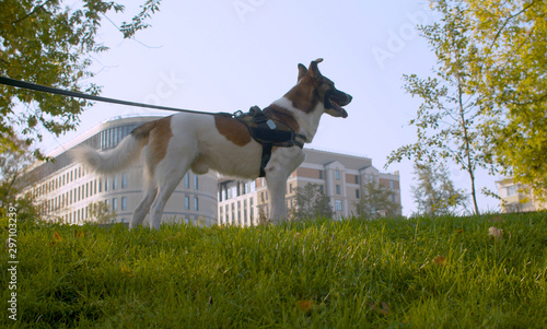 Dog walking on a leash in the park photo