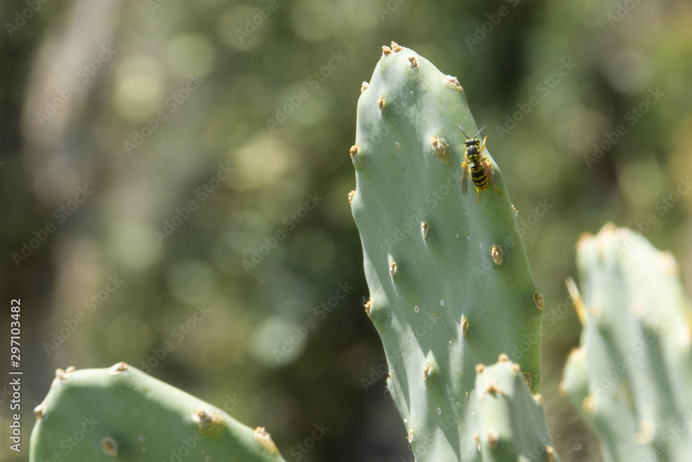 A bee on a prickly pear cactus, opuntia , with copy space A bee on a prickly pear cactus, opuntia , with copy space