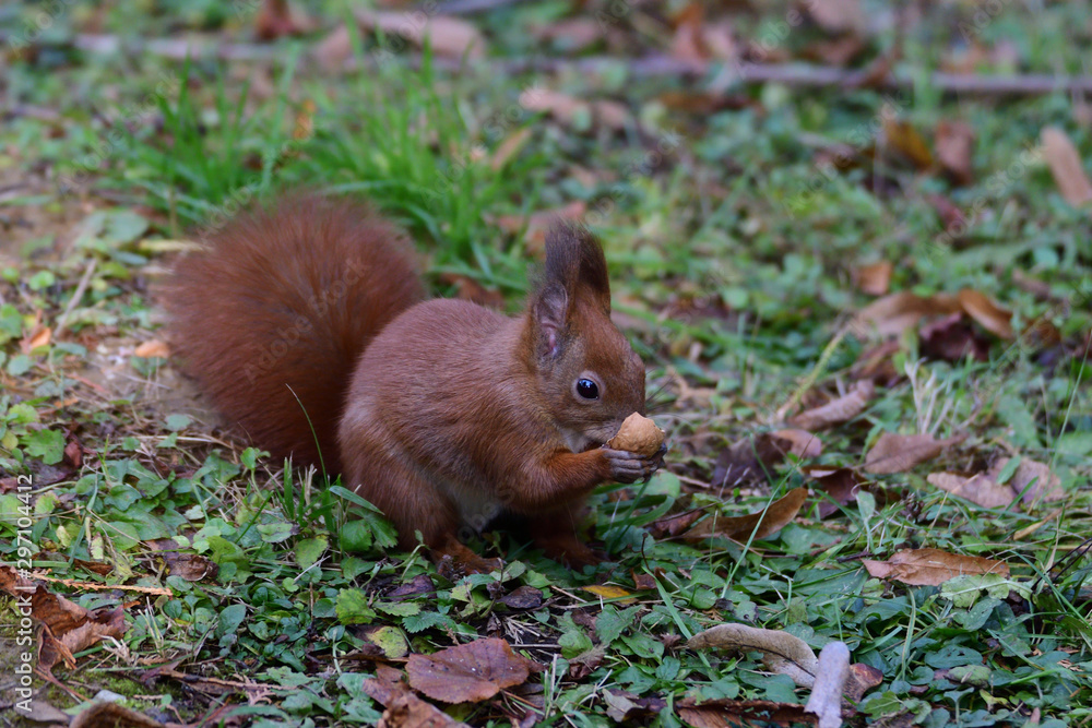 Fototapeta premium Eurasian red Squirrel shells and eats nuts in the autumn leaf