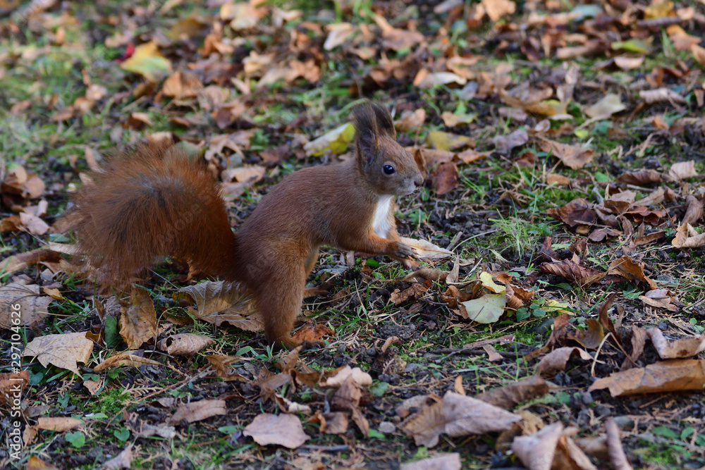 Eurasian red Squirrel shells and eats nuts in the autumn leaf Eurasian red Squirrel shells and eats nuts in the autumn leaf