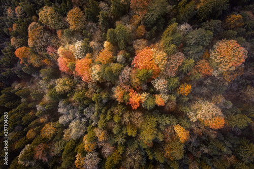 Autumn background of trees in the park © yuriyshevchenko