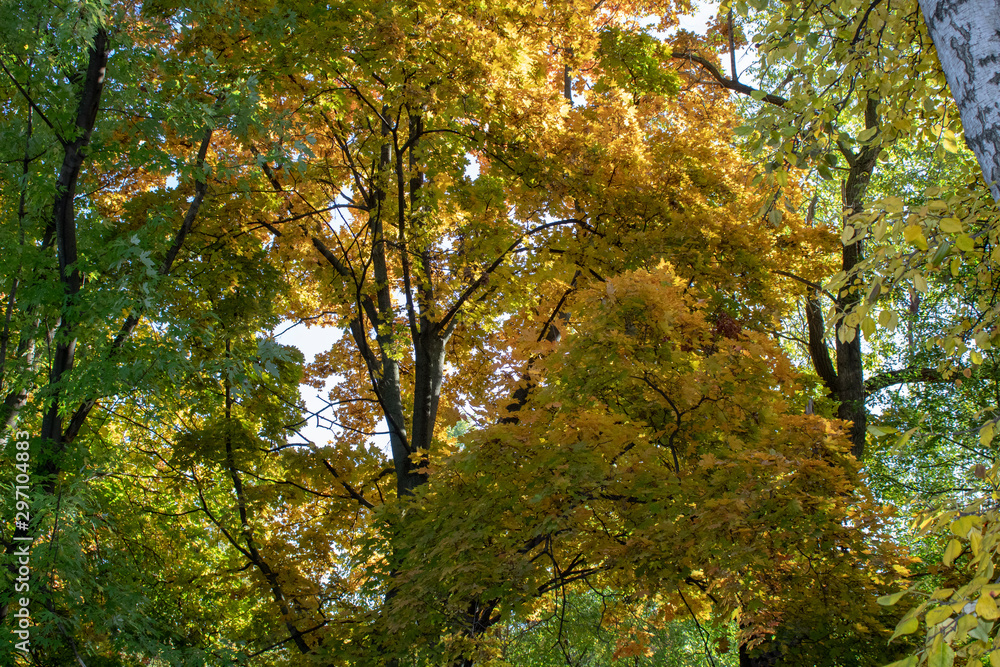 Autumn maple stands out for its bright yellow color among other still green trees. Autumn maple stands out for its bright yellow color among other still green trees.