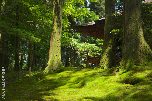 京都_比叡山_青もみじ