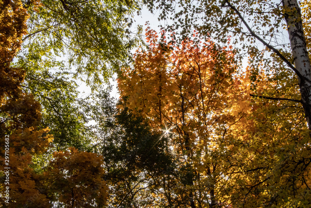 Autumn rays of the sun painted maple leaves in bright yellow Autumn rays of the sun painted maple leaves in bright yellow