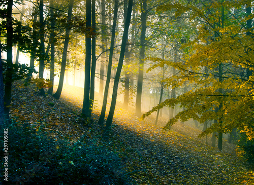 forest with trees  sunlight  rays of sun  autumn landscaoe with trees and sunlight