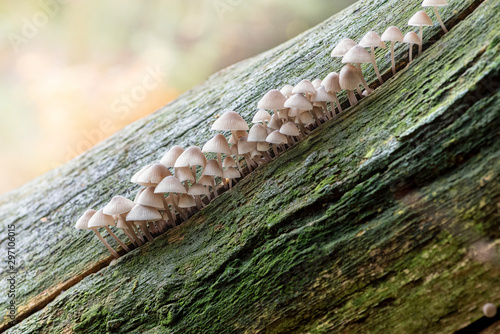 Group of small white mushrooms on a tree