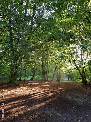 woodland in early morning light