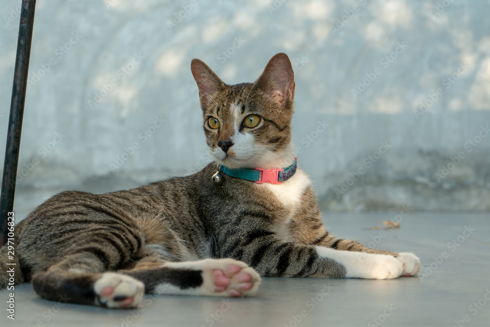 portrait of striped Thai cat with beautiful eyes