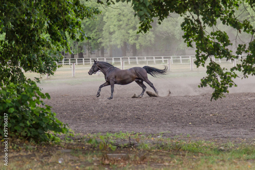 Running horse on the training field