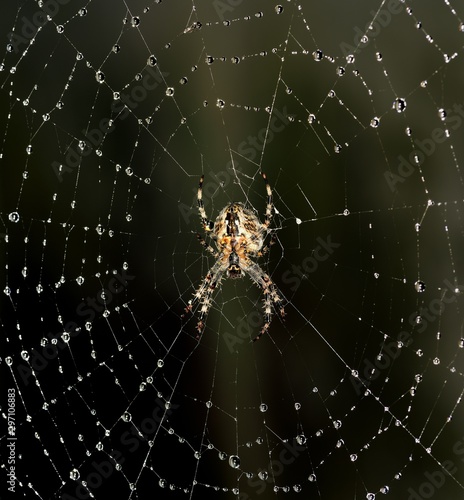 Euroopean Garden Spider on is orb-shaped web © drewrawcliffe