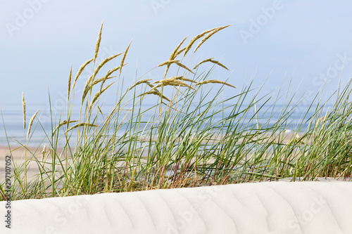 Fototapeta Naklejka Na Ścianę i Meble -  Tuft Of Grass In Beach Dunes