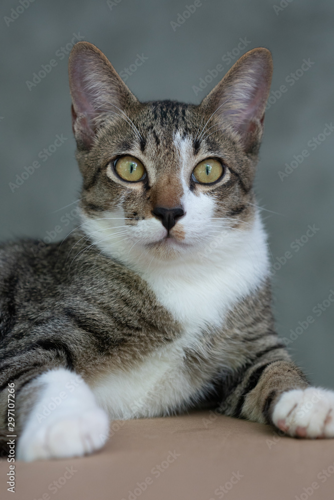 portrait of striped Thai cat with beautiful eyes