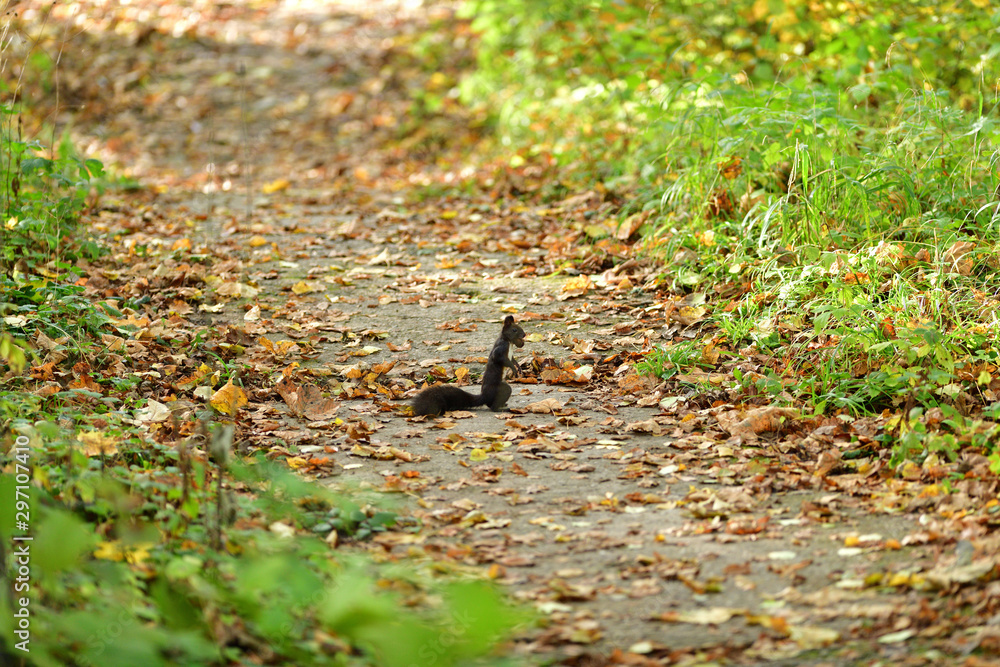 Fototapeta premium Squirrel runs around the leaves in autumn and looks for food