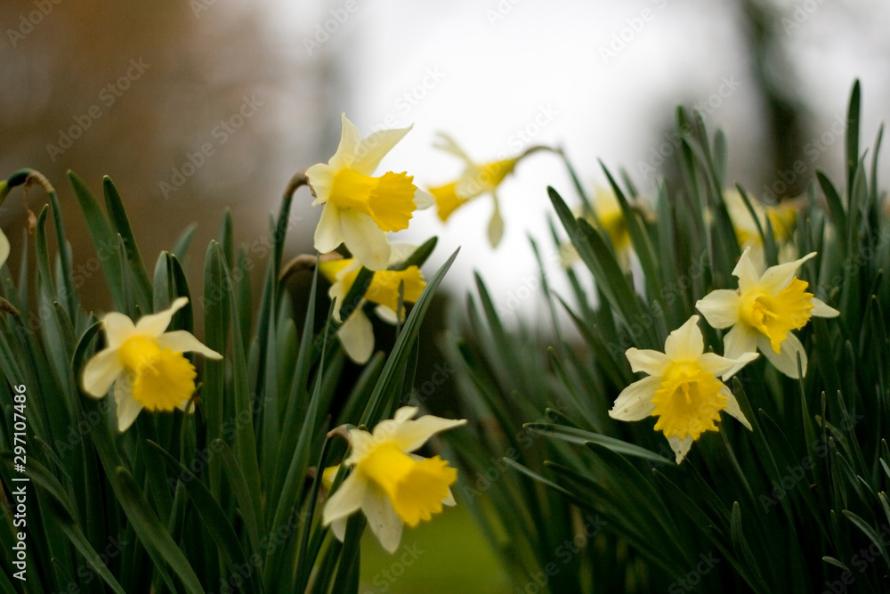 Fototapeta premium jonquilles